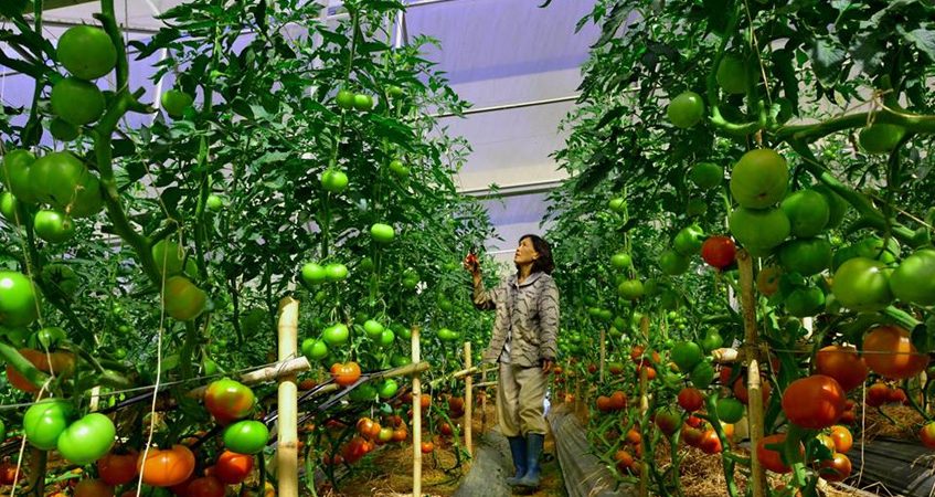 [xkldquocte] Xuẩt khẩu lao động Nhật Bản - Tuyển 25 nam/nữ đi đơn hàng nông nghiệp thu hoạch cà chua tại Kumamoto - Nhật Bản 2019