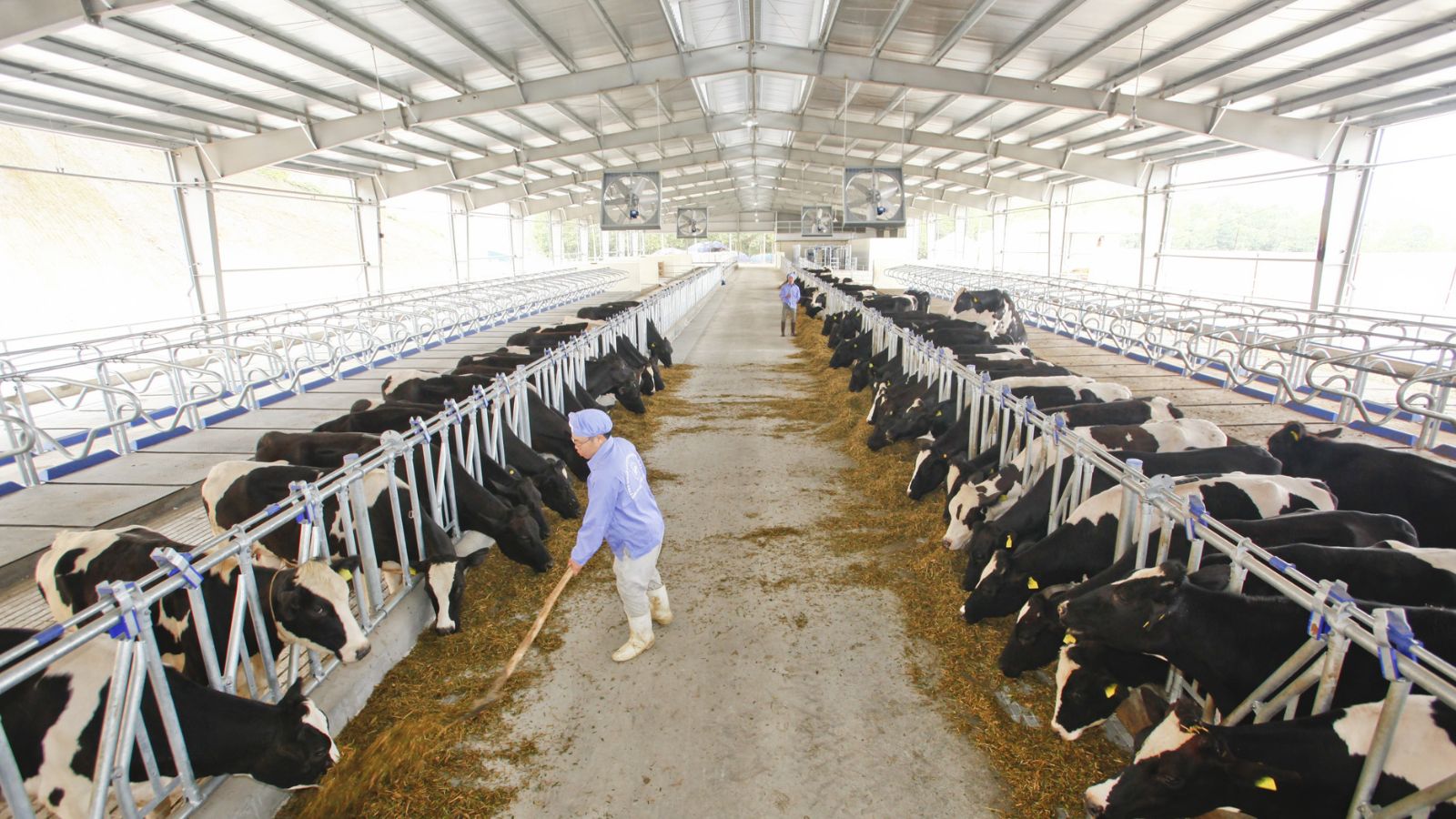 [xkldquocte] Xuẩt khẩu lao động Nhật Bản - Tuyển 25 nữ đi đơn hàng chăn nuôi bò sữa tại Hokkaido - Nhật Bản 2019