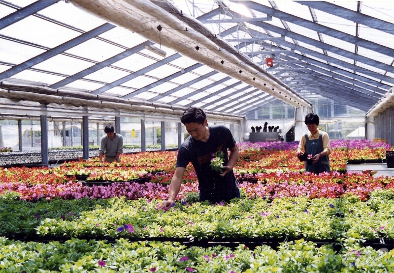 [xkldquocte] Xuẩt khẩu lao động Nhật Bản - Tuyển 9 nam, 9 nữ đi đơn hàng trồng hoa nhà kính tại Chiba - Nhật Bản 2019