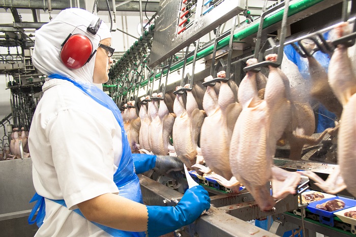 [xkldquocte] Xuẩt khẩu lao động HUNGARY - Tuyển 15 công nhân nam nữ cho nhà máy chế biến thịt gà hungary 2019
